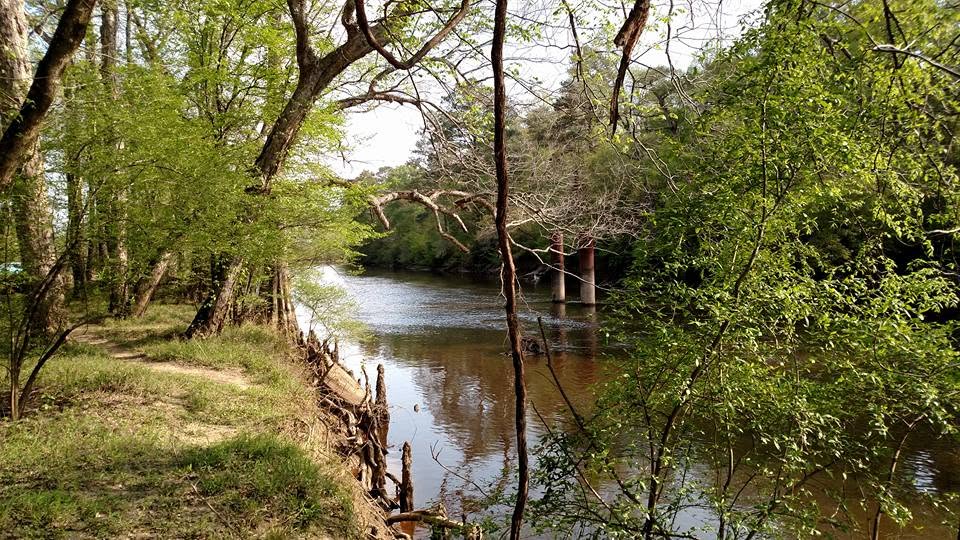 Cypress knees rising from the shallow water of the Nottoway River, with the bridge in the distance